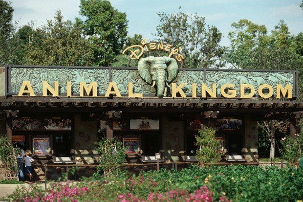 disney-animal-kingdom-757507
