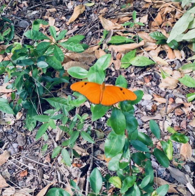 FullSizeRender - 2019-11-27T182600.099