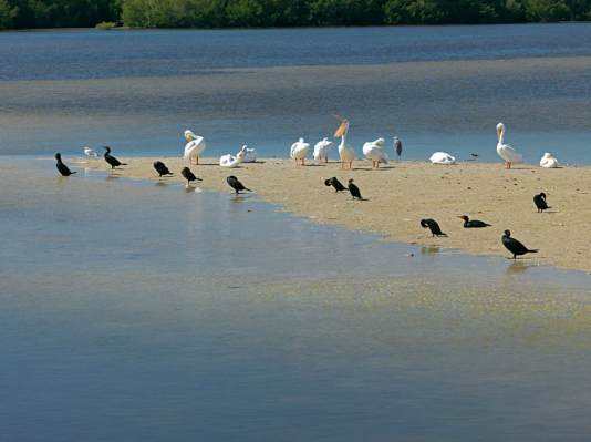 ding-darling-0027-site2018_2